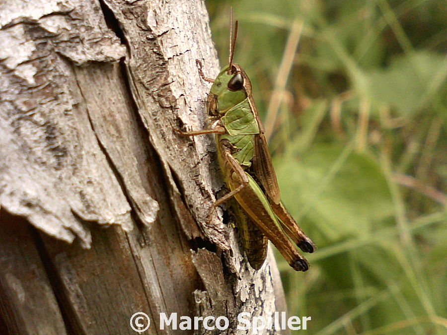 Acridide da identificare: Chorthippus ???